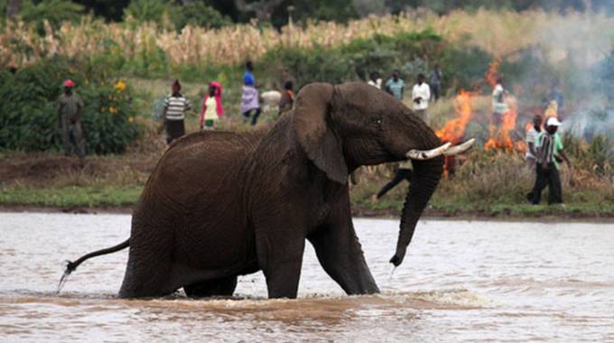 Choosing animals over people. . . ZimParks’ headache as 300 die due to human-wildlife conflict