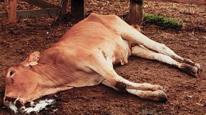 21 000 cattle lost to drought