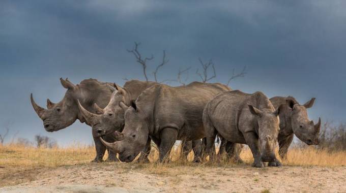 ZimParks’ anti-poaching drive paying off