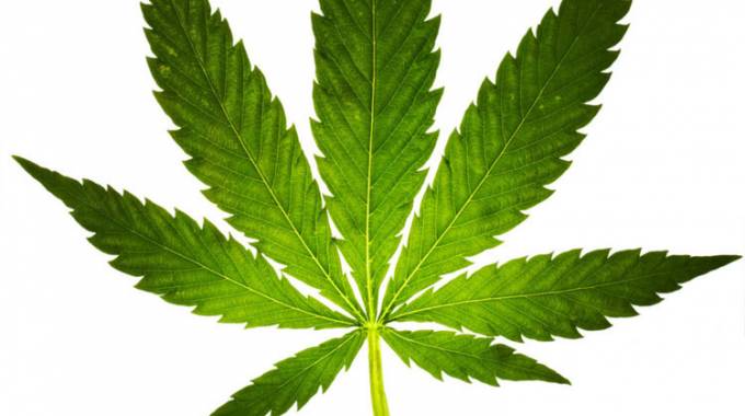 Boost for marijuana production