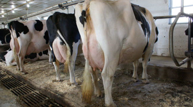 Major boost for dairy sector