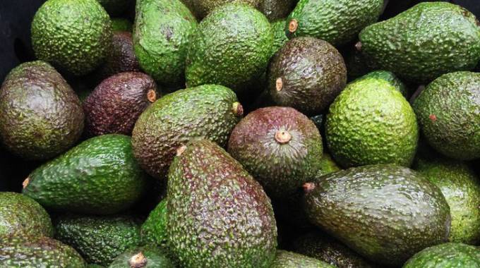 Avocados: low-hanging fruit for export | The Sunday Mail