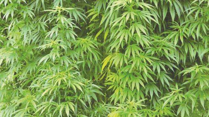 ‘Cannabis production can save forex’