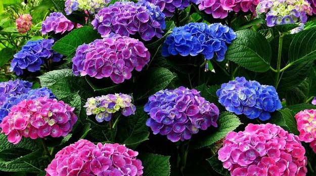 Revel in the presence of hydrangeas