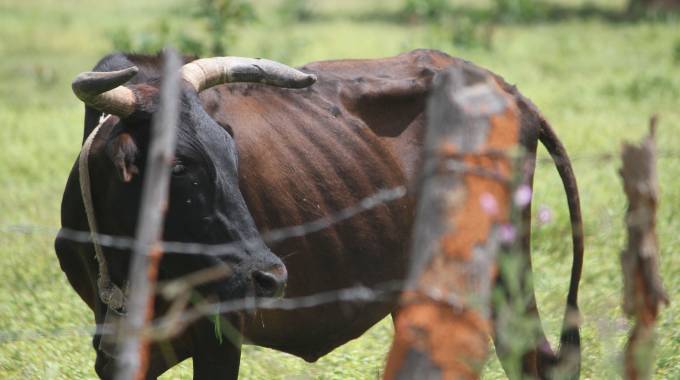 ‘400k cattle succumb to disease, drought’