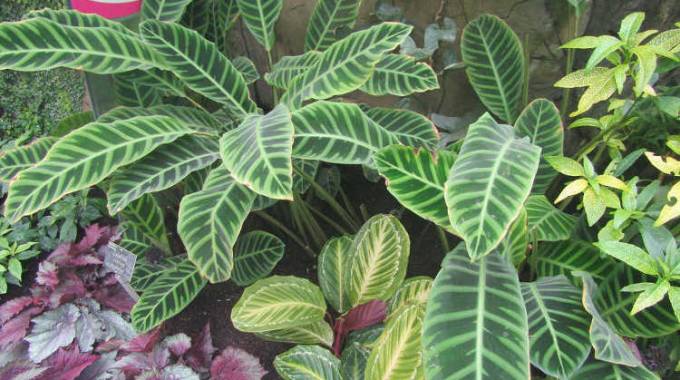 Growing the alluring calatheas