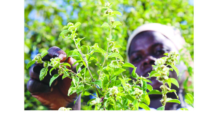 Time to harness potential in traditional medicine, herbs