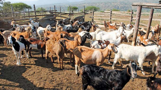 Consolidation key to unlocking exports of goats, sheep