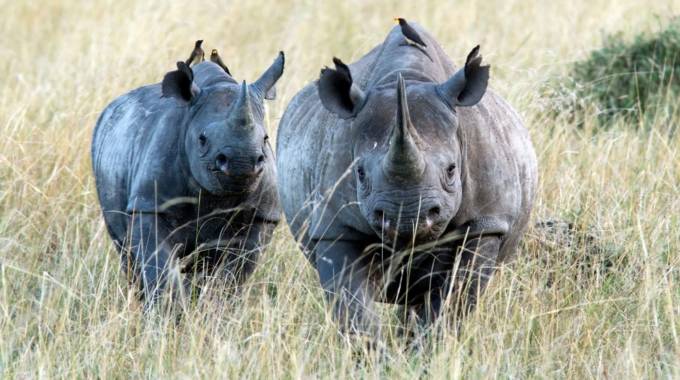 Black rhinos:  Gonarezhou still home