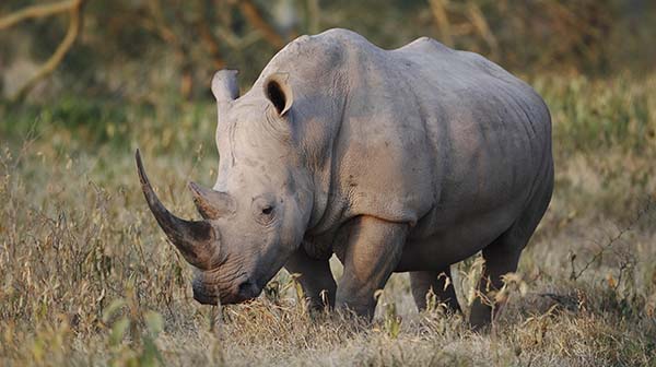 Rhinos return gets thumbs-up from President