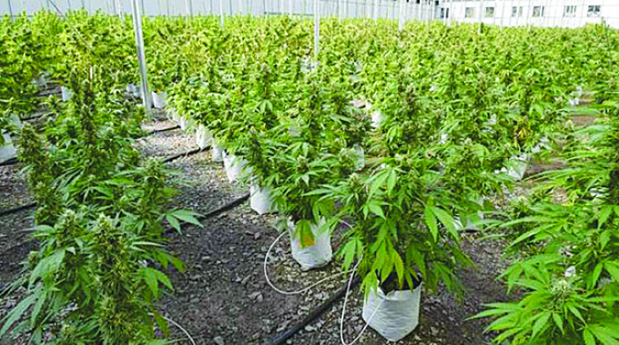 Zim can lead world in hemp production