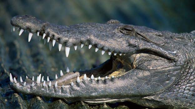 Mom rescues son from crocodile’s jaws | The Sunday Mail