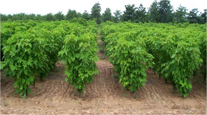 Jatropha bio-diesel plant set for revival