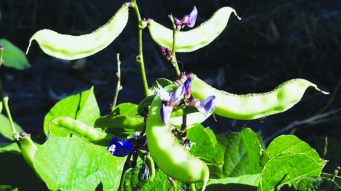 Lablab bean: A good forage crop for livestock | The Sunday Mail